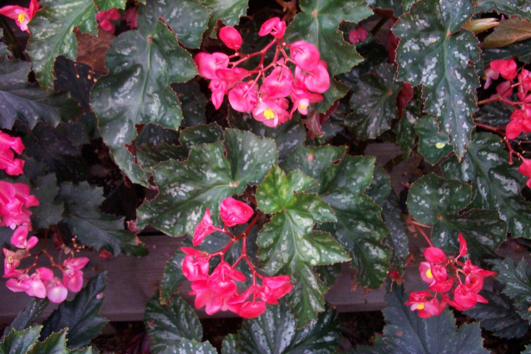 B. ‘Tiny Bubbles’